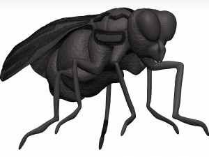 Fly 3D मॉडल
