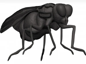 Fly 3D Model