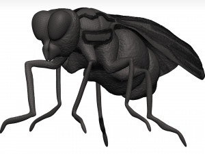 Fly 3D मॉडल