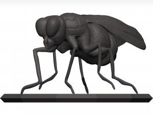 Fly 3D मॉडल