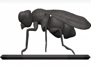 Fly 3D मॉडल