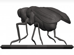 Fly 3D मॉडल