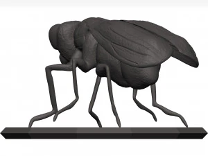 Fly 3D Model