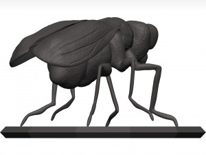 Fly 3D मॉडल