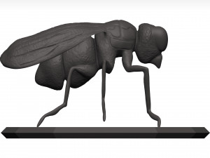 Fly 3D मॉडल