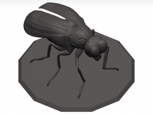 Fly 3D मॉडल