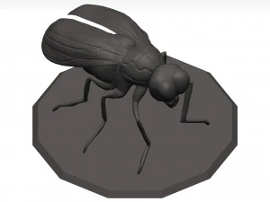 Fly 3D Model