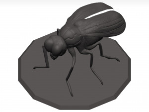 Fly 3D मॉडल