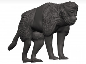 Gelada Modèle 3D