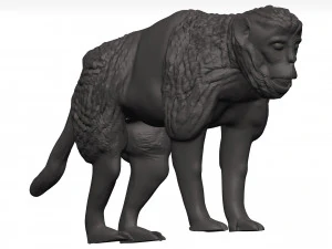 Gelada 3D Model