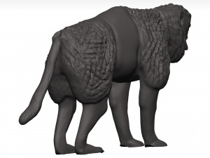 Gelada Modèle 3D