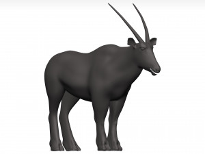 Gemsbok Model 3D