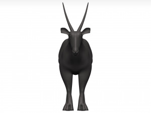 Gemsbok Modello 3D