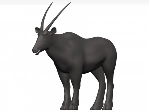 Gemsbok 3D Model