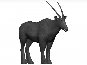 Gemsbok Modello 3D