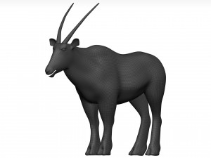 Gemsbok Modello 3D