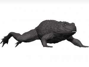 Bullfrog 3D Model