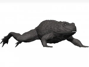 Żaba rycząca Model 3D