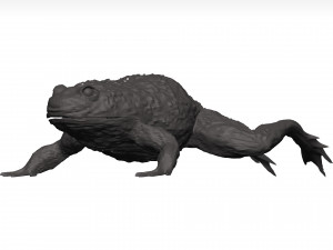 Bullfrog 3D Model