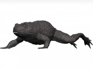 Bullfrog 3D Model