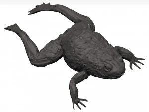 Bullfrog 3D Model
