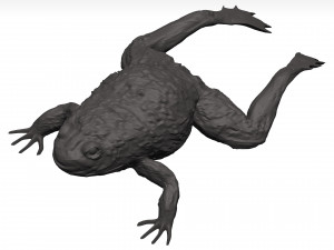 Bullfrog 3D Model