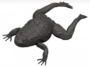 Bullfrog 3D Model