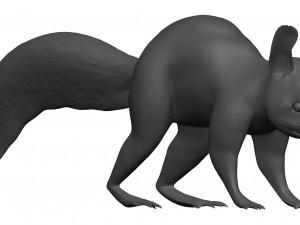 Red squirrel 3Dモデル