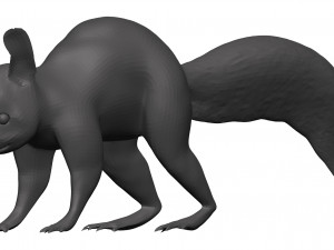 Red squirrel 3D 모델