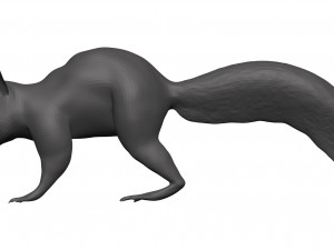Red squirrel 3D 모델