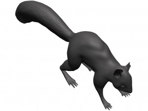 Red squirrel 3D 모델
