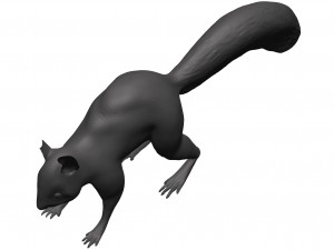 Red squirrel 3D 모델
