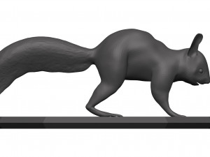 Red squirrel 3D 모델