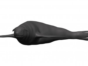 Sea lion 3D-Modell