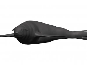 Sea lion 3D Model