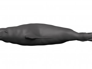 Sea lion 3D-Modell