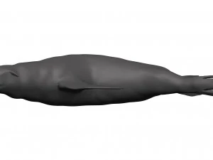 Sea lion 3D Model