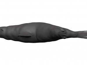 Sea lion 3D-Modell