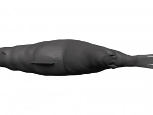 Sea lion 3D Model