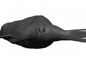 Sea lion 3D-Modell