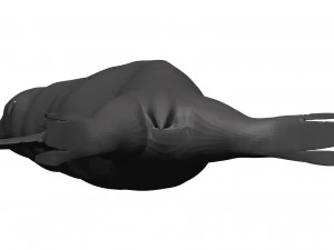 Sea lion 3D Model