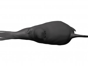 Sea lion 3D-Modell