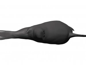Sea lion 3D Model