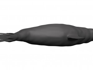 Sea lion 3D-Modell