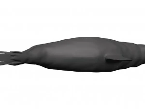 Sea lion 3D Model