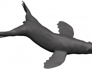 Sea lion 3D-Modell