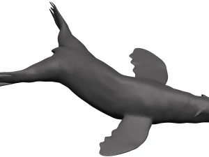 Sea lion 3D Model