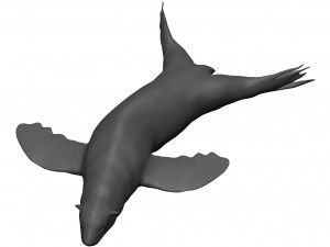 Sea lion 3D-Modell