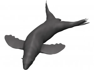 Sea lion 3D Model