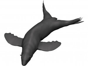 Sea lion 3D-Modell